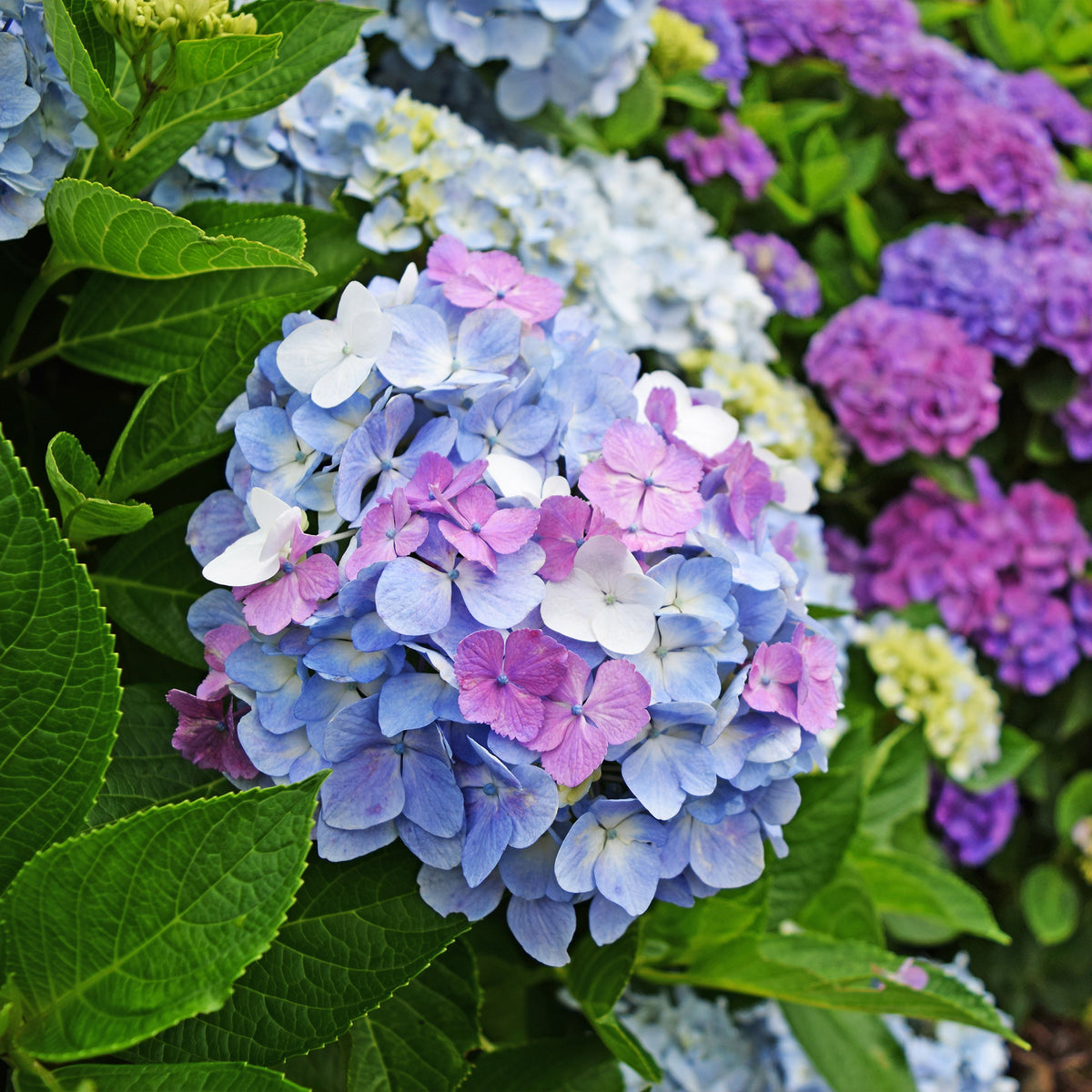 Vente Hortensia tricolore