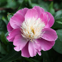 Pivoine Bowl of Beauty - Paeonia lactiflora bowl of beauty - Bakker