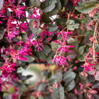 Loropétale Black Pearl - Loropetalum chinense Black Pearl - Bakker