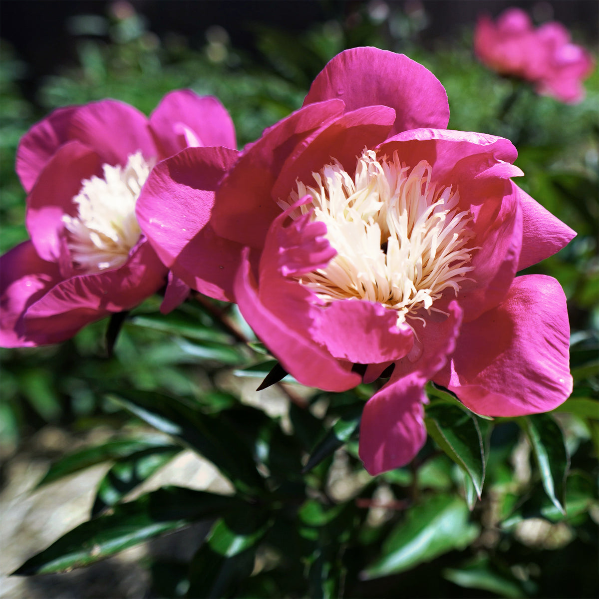 Vente Pivoine 'Fantastic' - Paeonia Fantastic