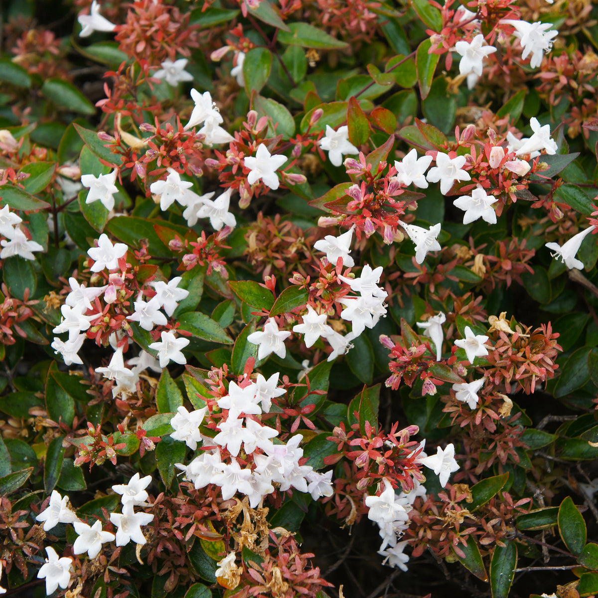 Abelia grandiflora - Abélia à grandes fleurs - Abélia