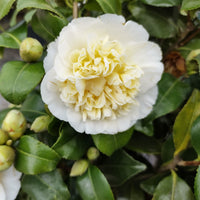 Camellia japonica Brushfields Yellow - Camélia du Japon à fleurs doubles blanches - Camellia