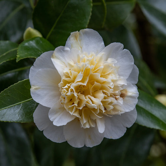 Camélia du Japon à fleurs doubles blanches