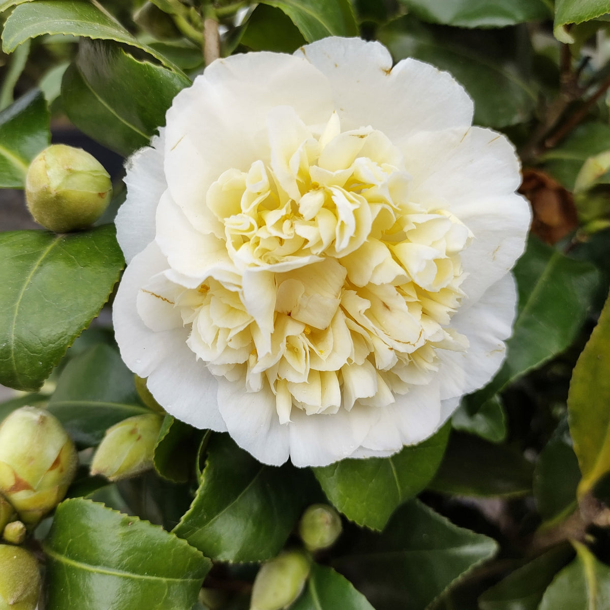 Camellia - Camélia du Japon à fleurs doubles blanches - Camellia japonica Brushfields Yellow