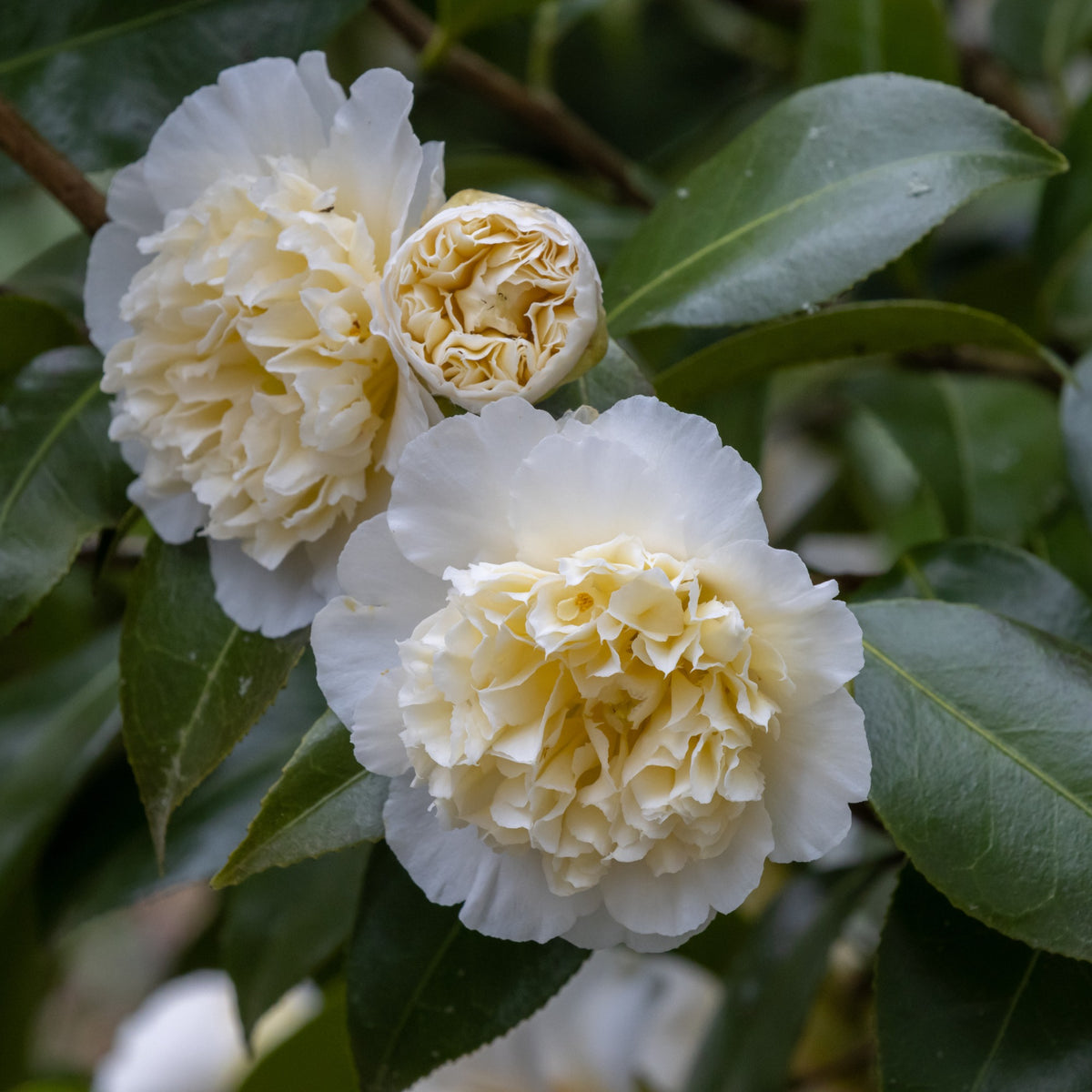 Camélia du Japon à fleurs doubles blanches - Camellia japonica Brushfields Yellow - Bakker