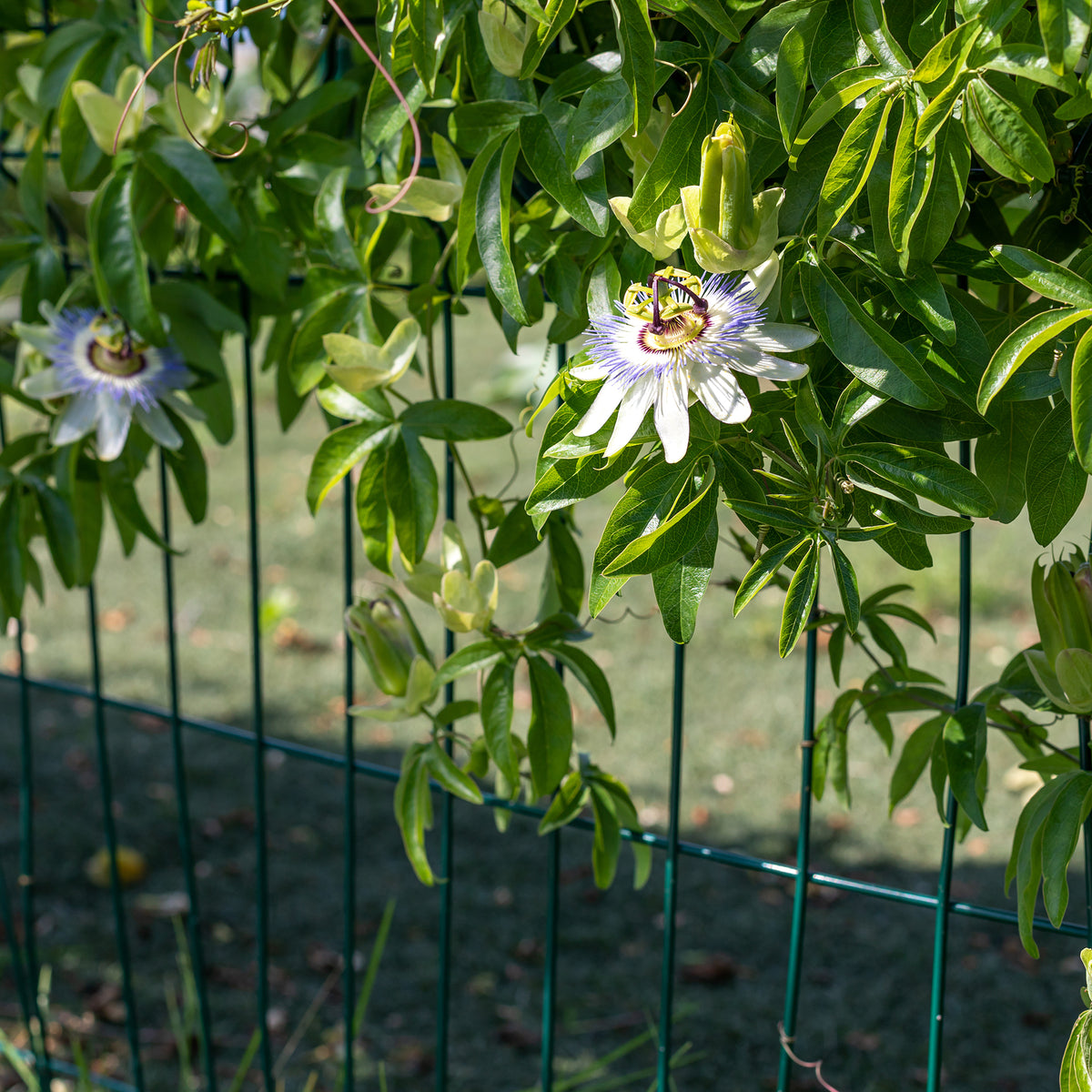 Vente Passiflore bleue - Passiflora caerulea
