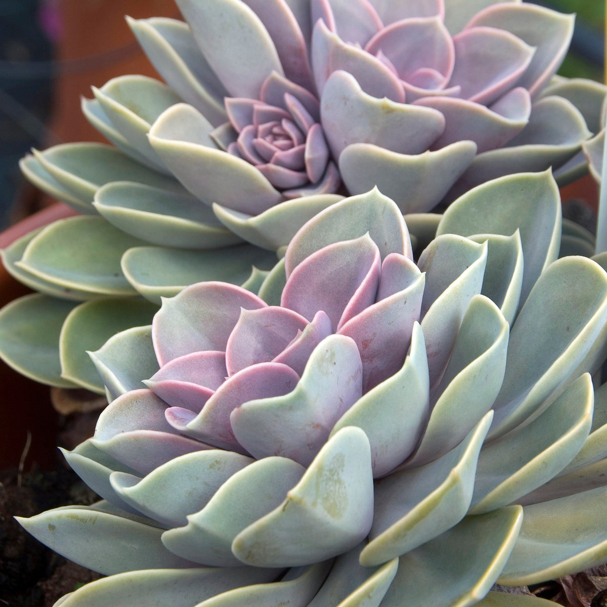 Echeveria Pearl Von Nuernberg - Echeveria pearl von Nuernberg - Cactus et plante grasse