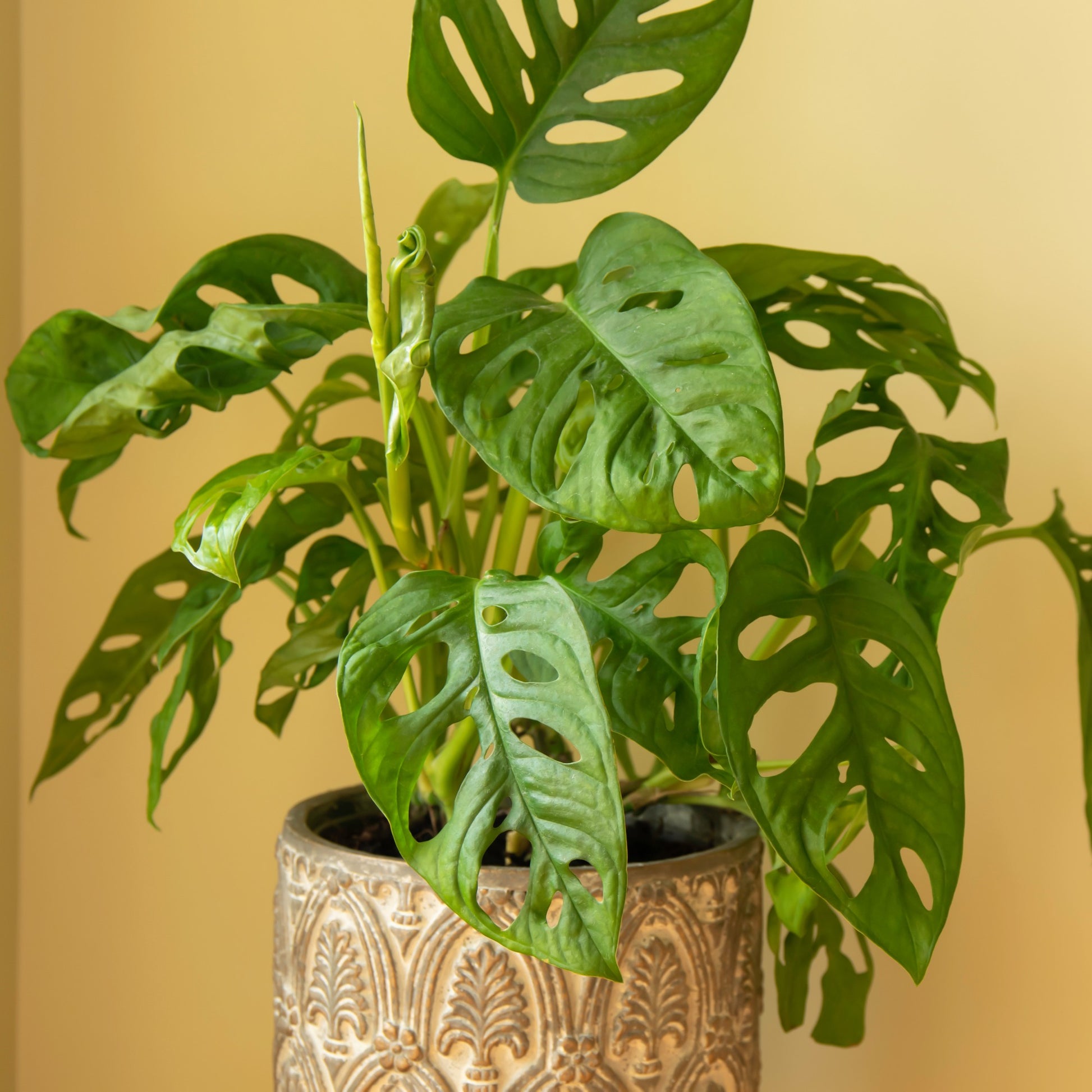faux philodendron monstera Le pot / Ø 12cm / Hauteur livrée environ 20cm