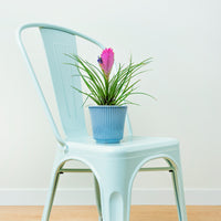 Vente Tillandsia bleu - Tillandsia cyanea