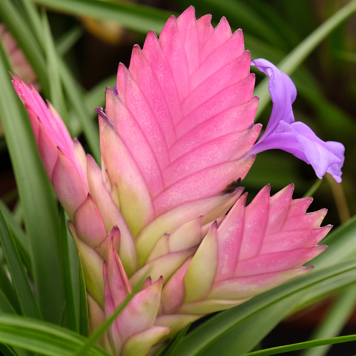 Plantes d'intérieur fleuries - Tillandsia bleu - Tillandsia cyanea