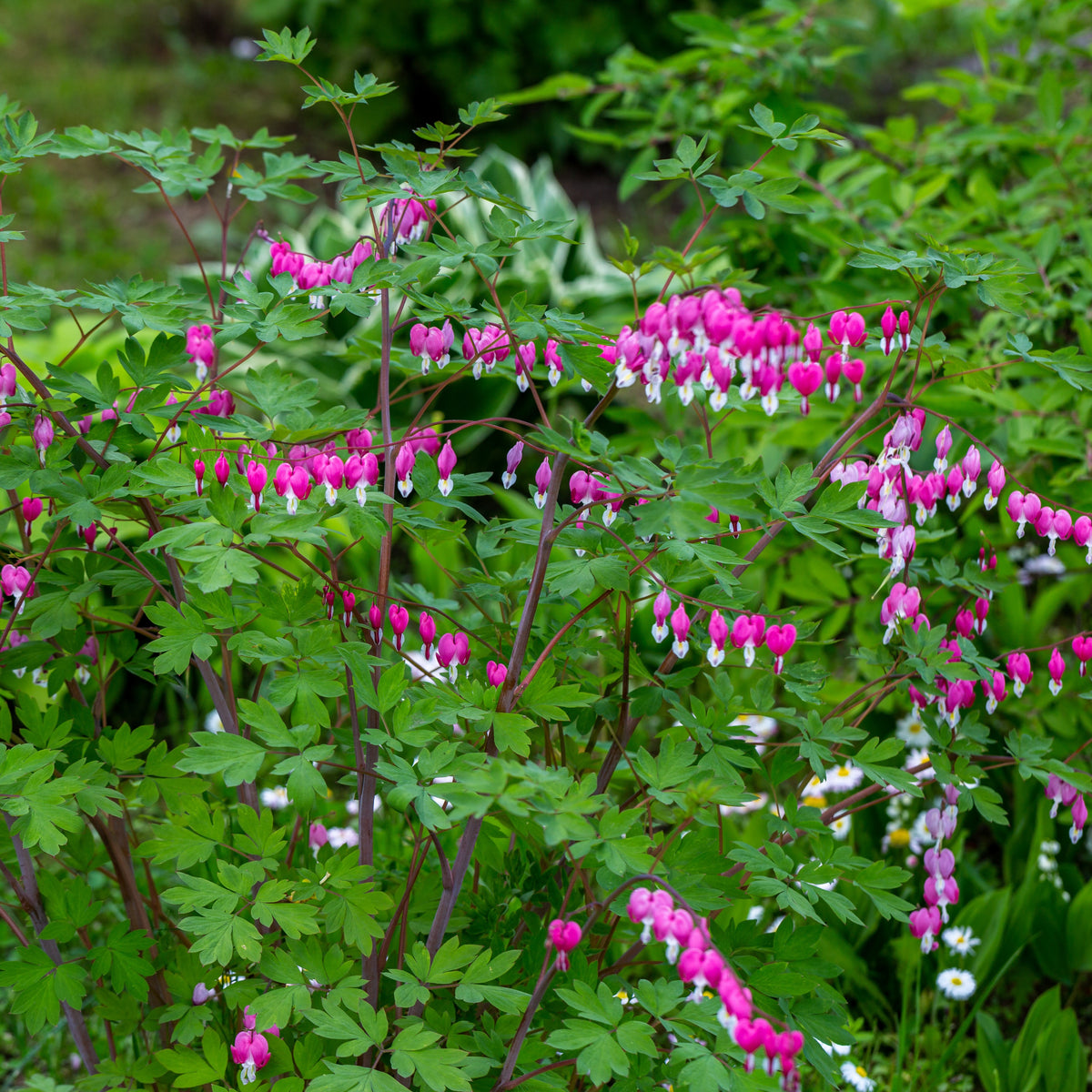 4 Coeur de Marie en mélange - Dicentra spectabilis - Bakker