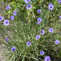 Catananche caerulea - Catananche bleue - Vivaces fleuries