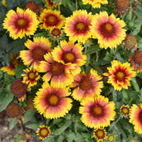 Vente Gaillarde Kobold