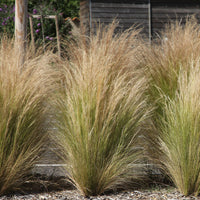 Collection de 6 plantes vivaces pour extérieur moderne - Stipa tenuissima, Muhlenbergia capillaris, Lavandula angustifolia - Bakker
