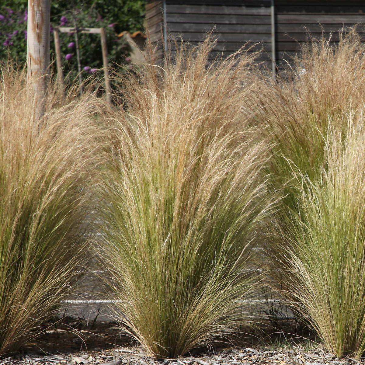 Collection de 6 plantes vivaces pour extérieur moderne - Stipa tenuissima, Muhlenbergia capillaris, Lavandula angustifolia - Bakker