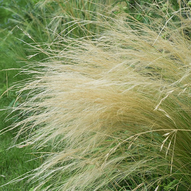 Cheveux d'Ange - Stipa tenuissima - Graminées