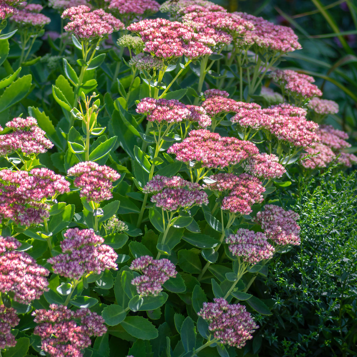 Sedum spectabile - Sedum spectabile - Orpin d'automne - Plantes vivaces