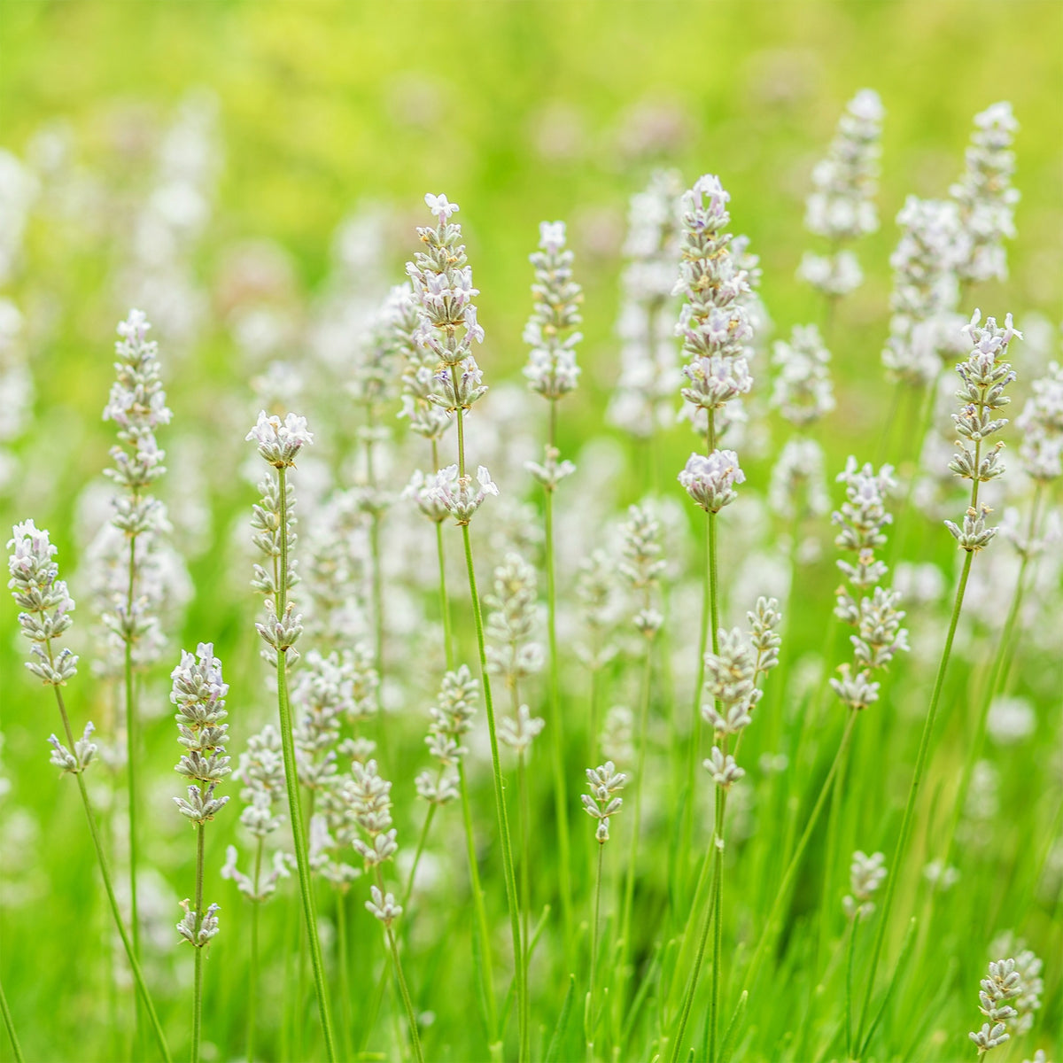 Lavandula angustifolia alba - 2 Lavandes blanches - Lavande