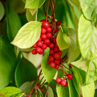 Vente Fruit de la vitalité - Schisandra chinensis