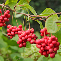 Haies fruitières - Collection d'arbustes à fruits vitaminés - Vaccinium corymbosum, lycium barbarum, vaccinum macrocarpon, schisandra chinensis