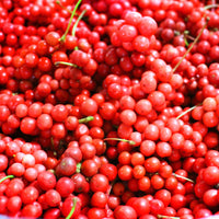 Autres arbres et arbustes fruitiers - Fruit de la vitalité - Schisandra chinensis