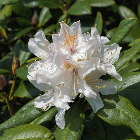 Rhododendron Cunningham's White