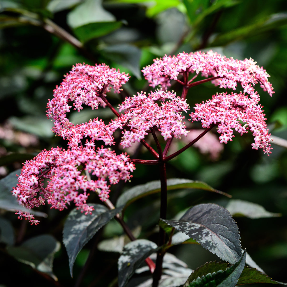 Arbustes - Sureau noir - Sambucus nigra Thundercloud