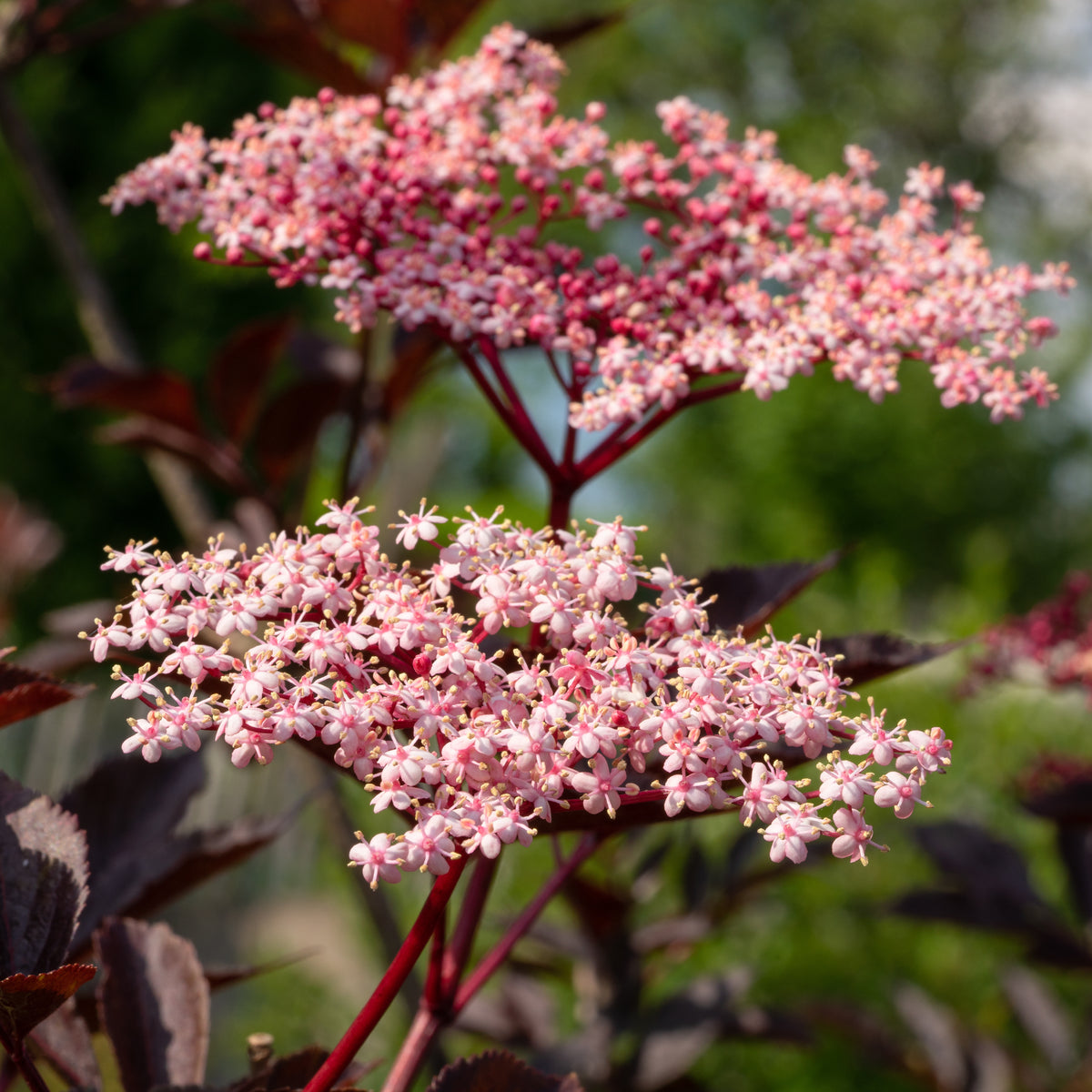 Sambucus nigra Thundercloud - Sureau noir - Arbustes