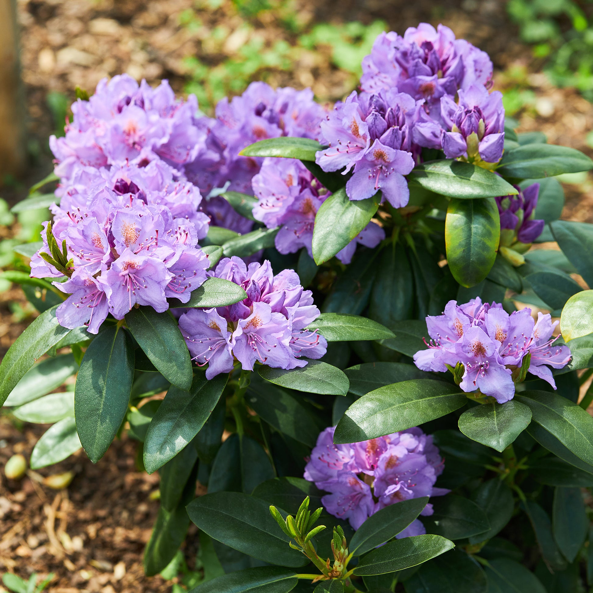 Bakker - Rhododendron 'Catawbiense Grandiflorum' - Rhododendron catawbiense grandiflorum - Plantes d'extérieur