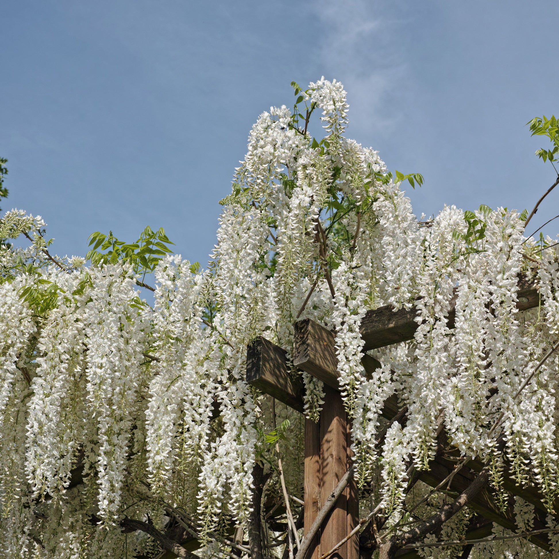 Vente Glycine blanche sur tige