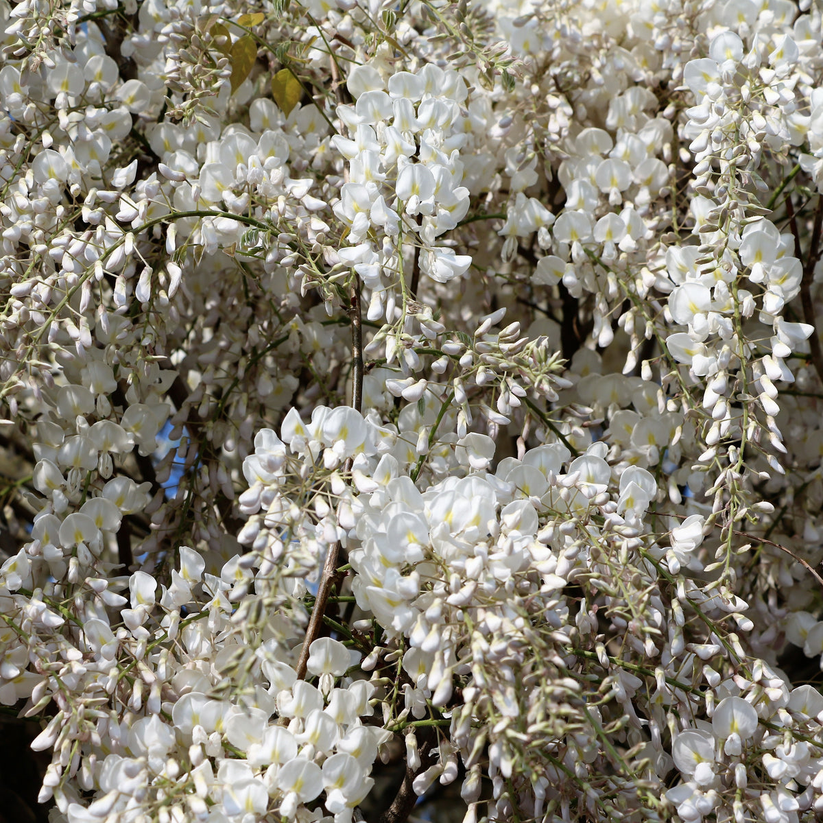 Wisteria sinensis alba - Glycine blanche sur tige - Glycine
