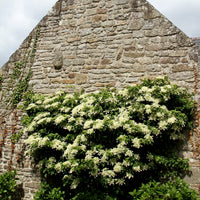 Bakker - Hortensia grimpant - Hydrangea anomala petiolaris