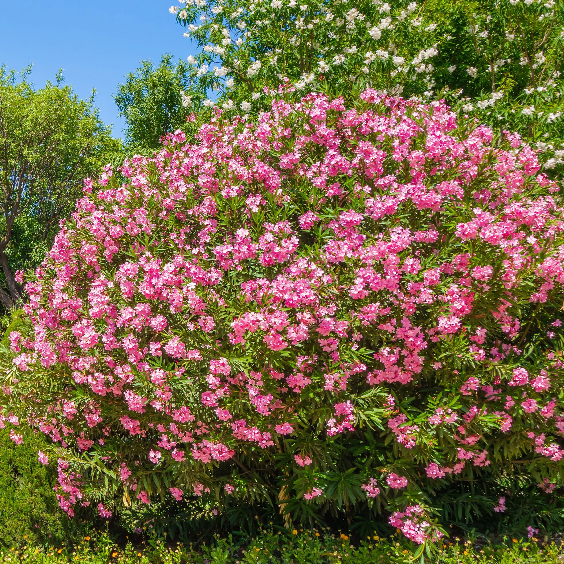 Laurier-rose - Caractéristiques des plantes