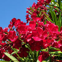 Nerium oleander - Laurier-rose rouge - Laurier-rose