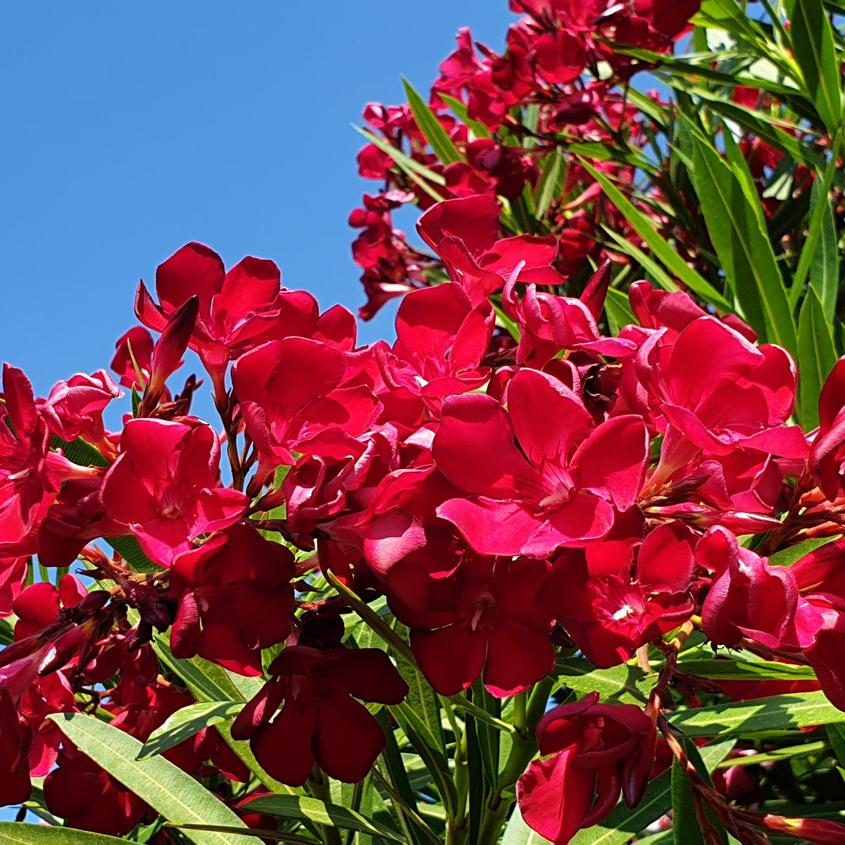 Laurier-rose - Laurier-rose rouge - Nerium oleander