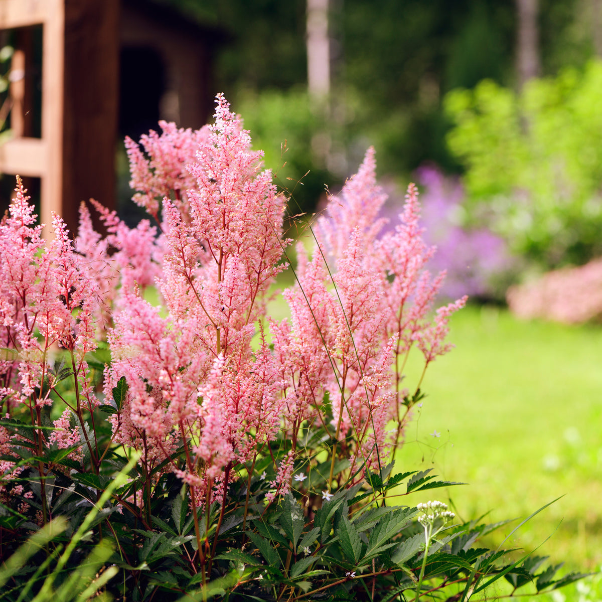 Vente Plantes vivaces - Collection de 15 plantes vivaces  - 2 m²