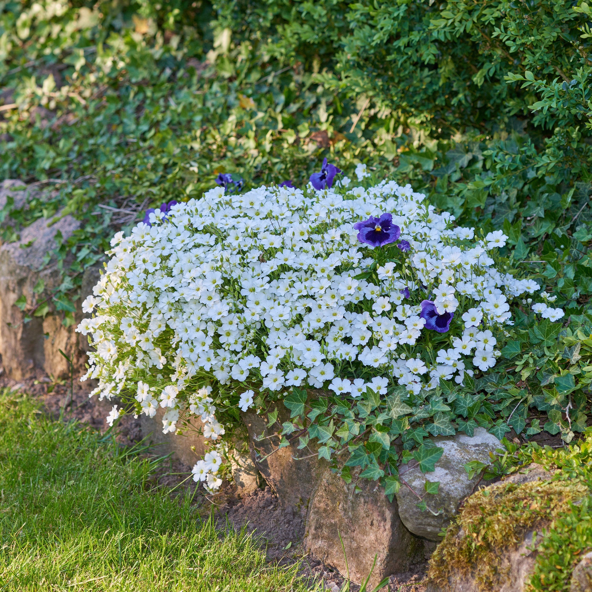 3 Céraistes - Cerastium tomentosum - Plantes vivaces