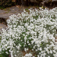 3 Céraistes - Corbeille d'argent - Cerastium tomentosum - Bakker
