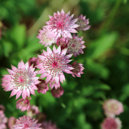 3 Astrances Major rosea - Bakker
