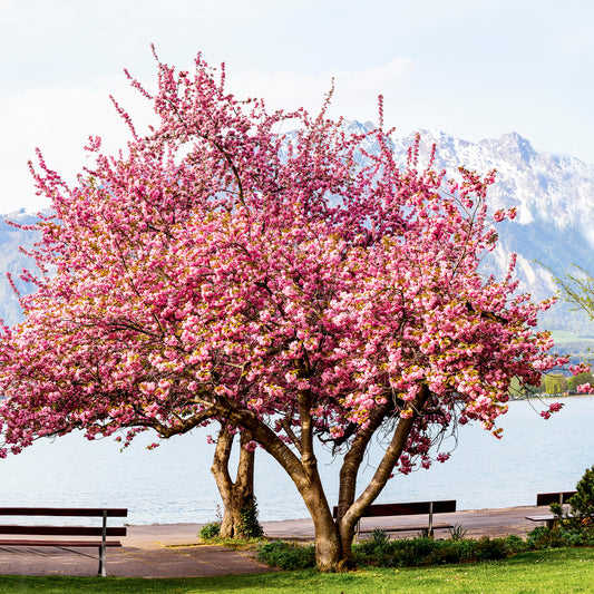 Cerisier à fleurs Kanzan - Prunus serrulata kanzan - Plantes d'extérieur