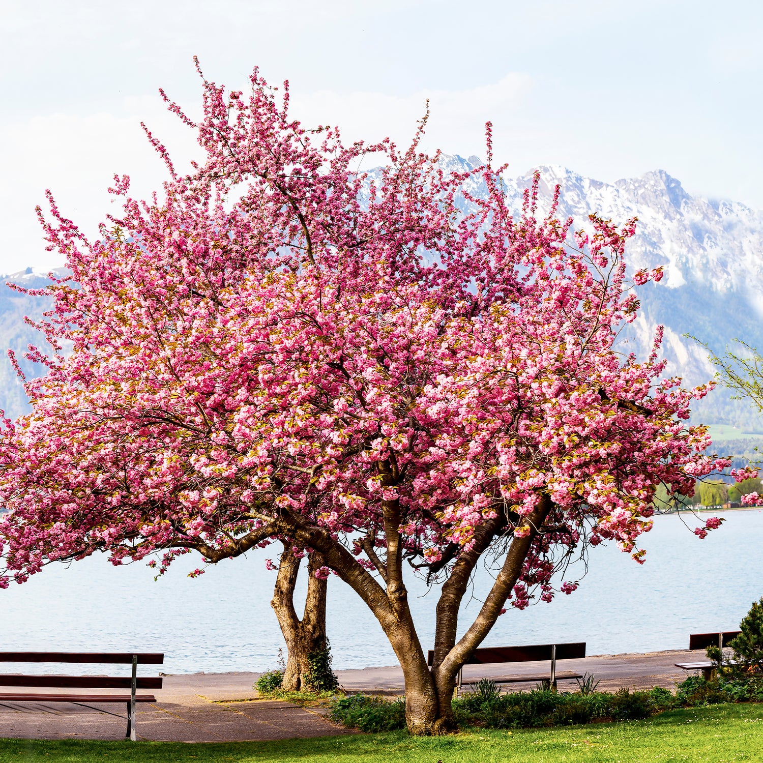 Cerisiers du Japon - Prunus