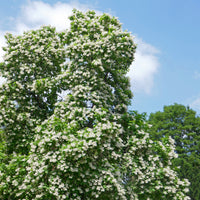 Catalpa commun - Catalpa bignonioides - Bakker