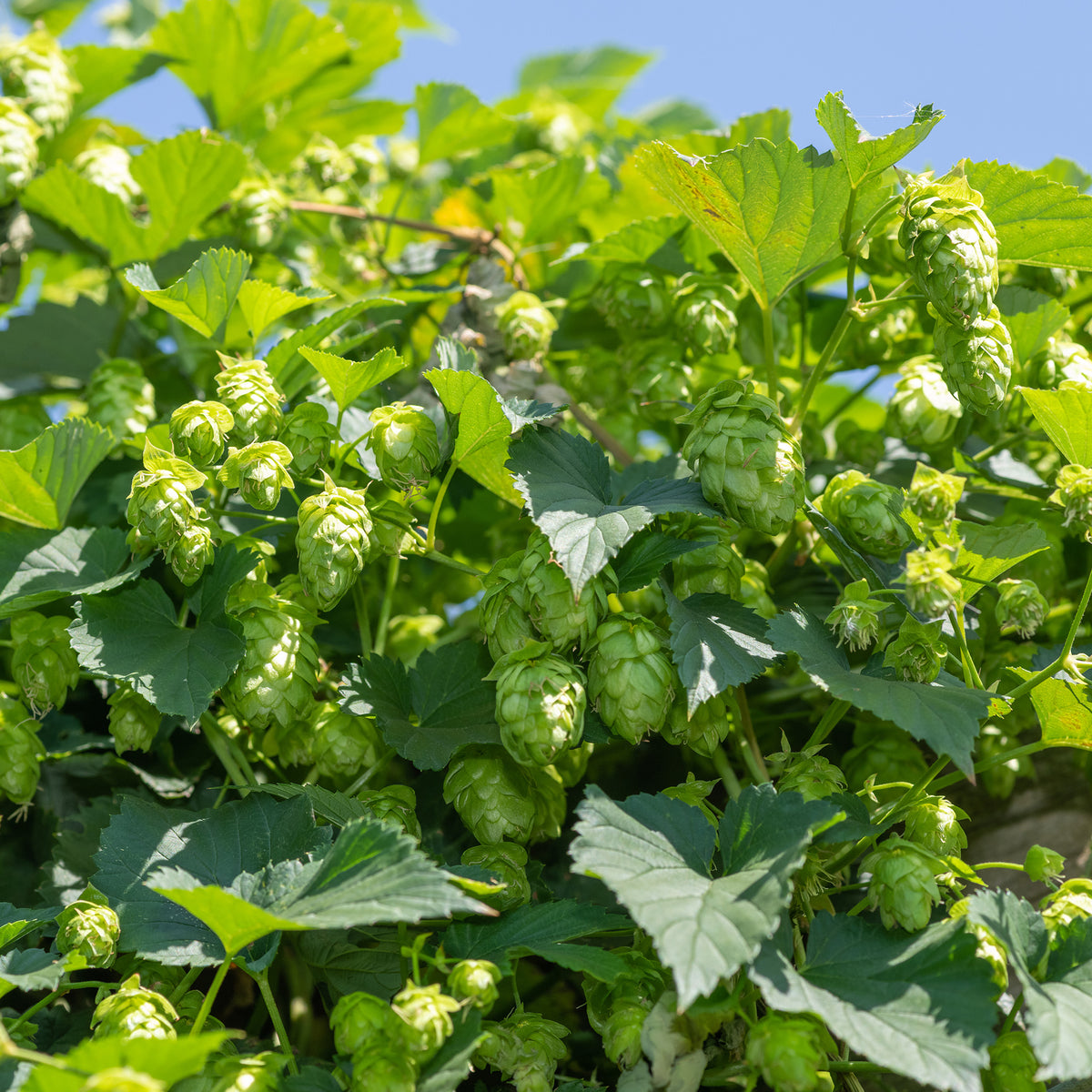 Houblon - Bakker