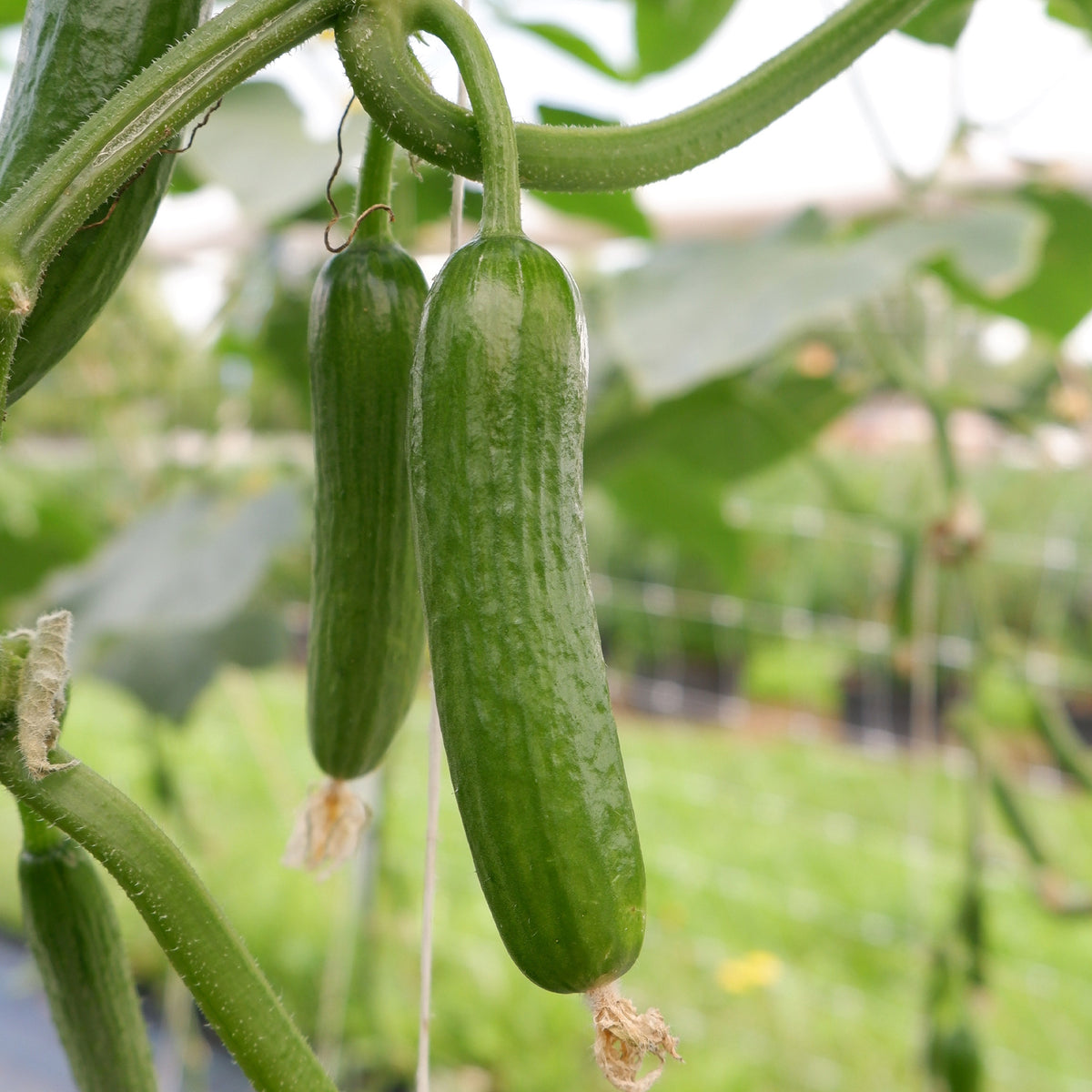 Cucumis sativus mini broumana f1 - Concombre mini Broumana F1 - Graines de concombres