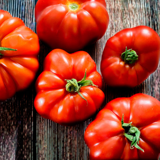 Tomate à très gros fruits Marmande