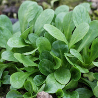 Mâche Favor - Valerianella locusta favor - Bakker