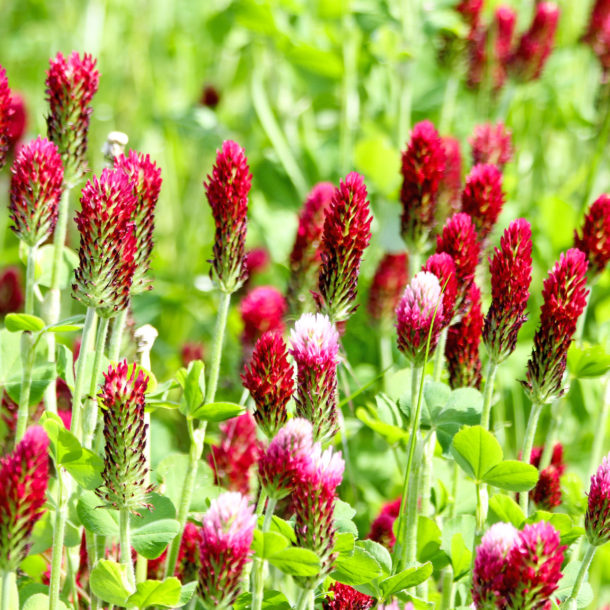 Trifolium incarnatum - Trèfle rouge Bio - Graines de fleurs comestibles