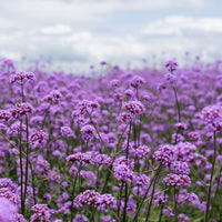 Graines de Verveine Buenos-Aires - Verbena bonariensis - Bakker