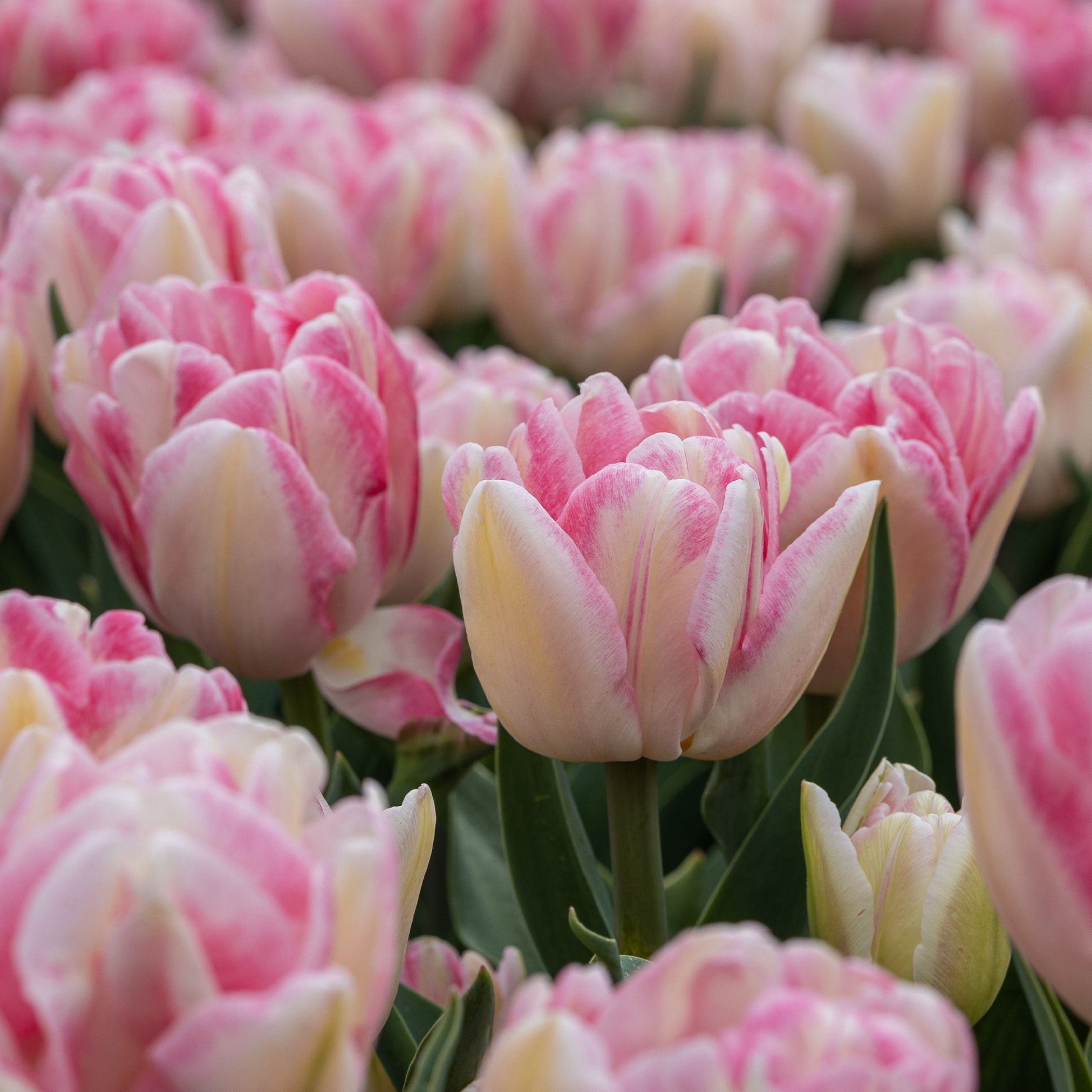 Bakker - 10 Tulipes à fleur de pivoine Foxtrot - Tulipa foxtrot