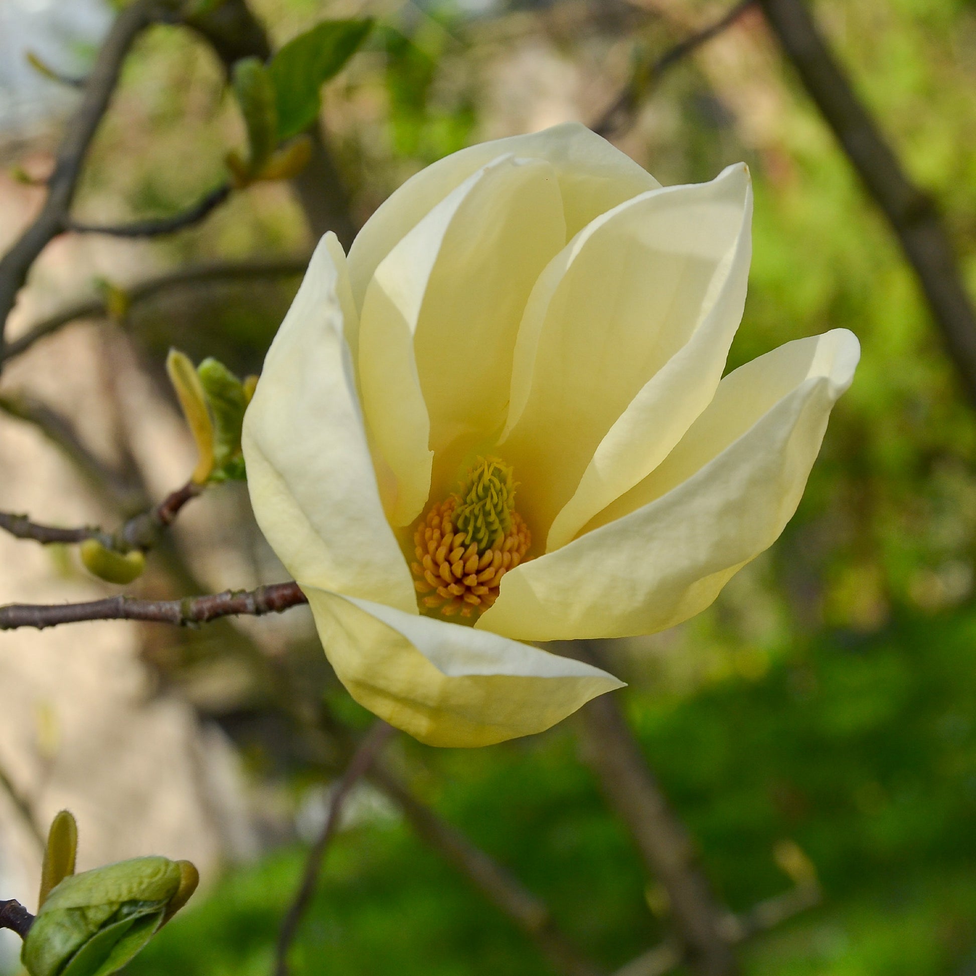 Magnolia Yellow Lantern - Bakker.com | France